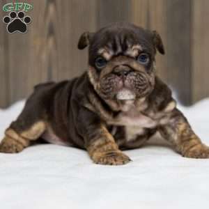 Chanel Cocoa, English Bulldog Puppy